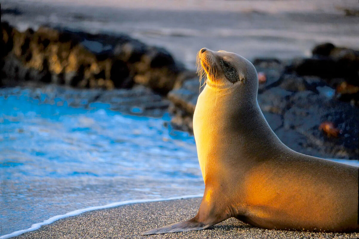 A Sea Lion basking in the setting sun on a Galapagos beach