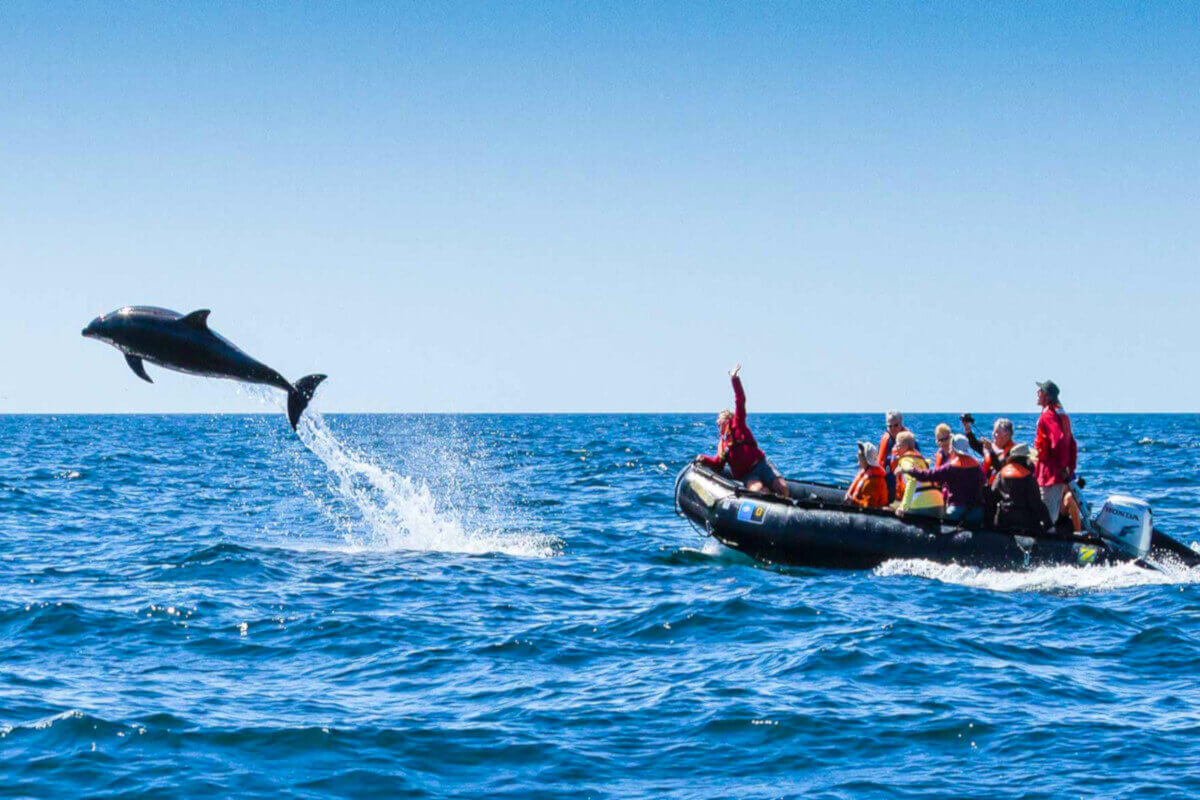 A dolphin leaps in the air ahead of a zodiac filled with guests