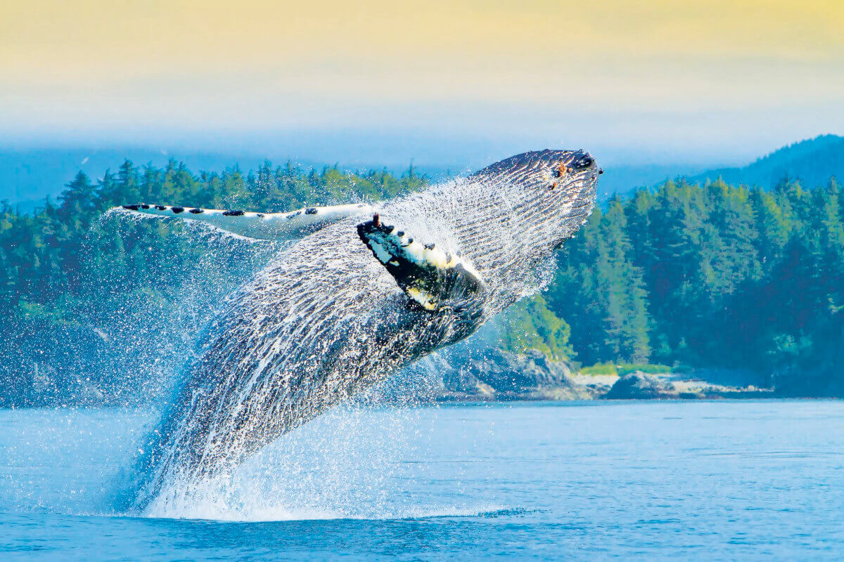 A humpback whale breaching into the air
