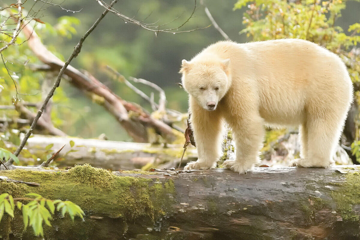 A white bear in a wooded area
